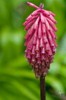 Fleur