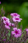 Fleurs