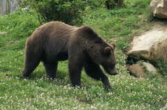 Ours